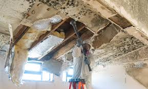 Reliable Cave Spring, VA Mold Remediation Solutions